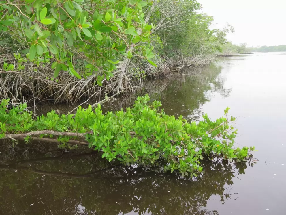 Mangrove on the brown water. 