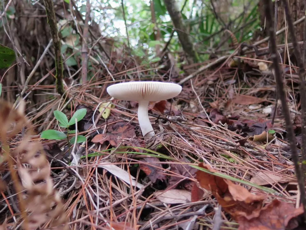 Mushroom in a thicket. 
