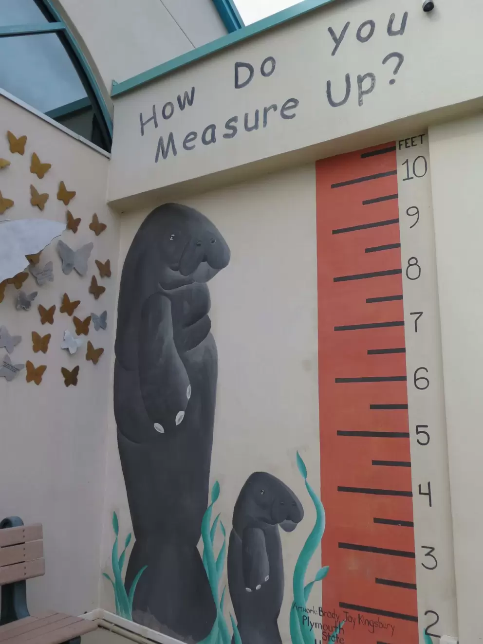 How tall are you compared to manatees?