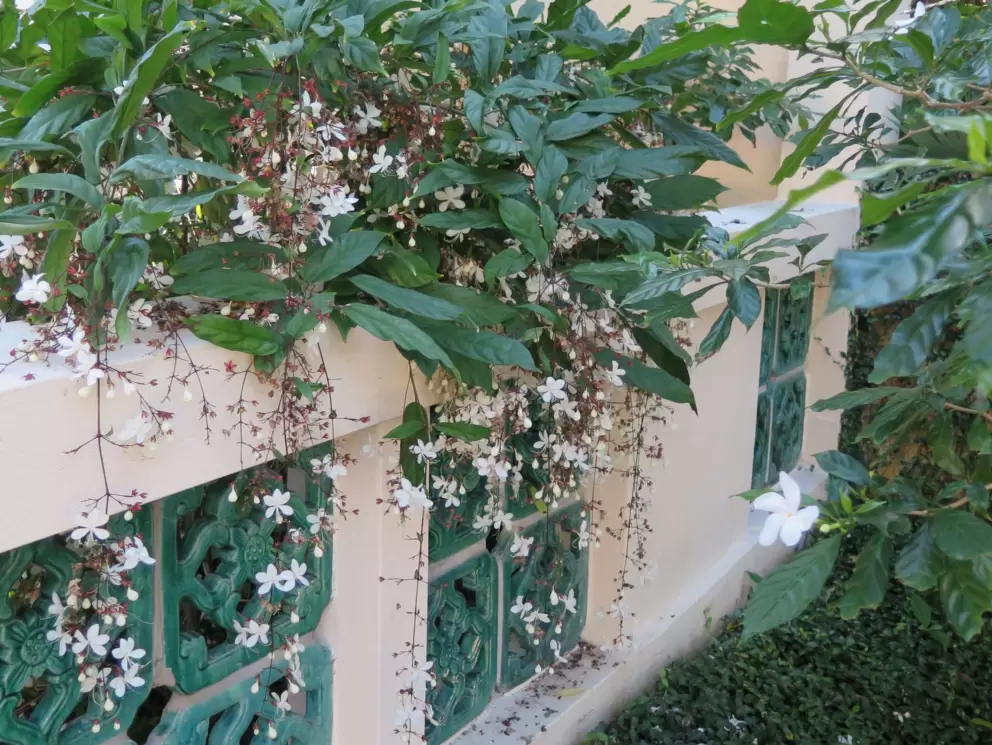 Scented flowers hanging over the wall in the Chinese garden.