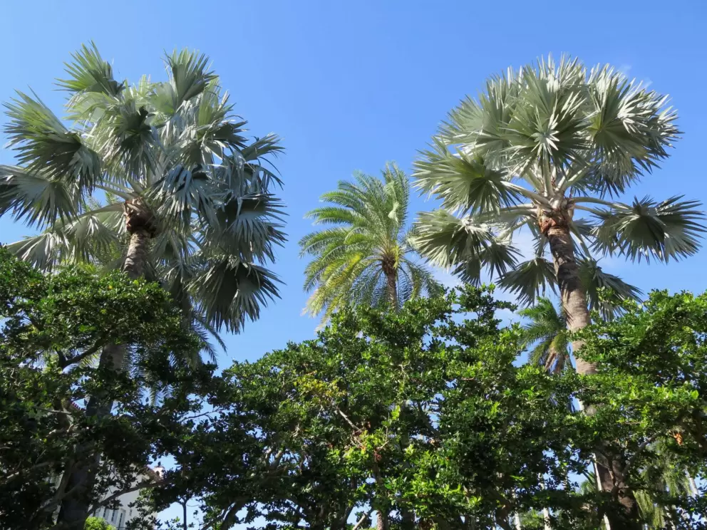 Silvery palms and blue sky. 