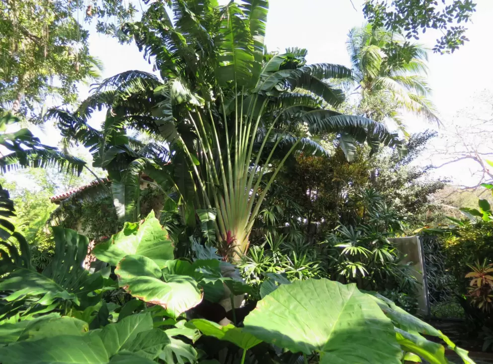 Palm the resembles a fan. 