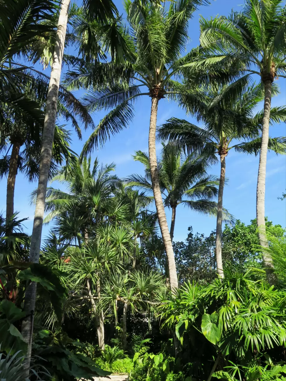 Coconut trees galore. 