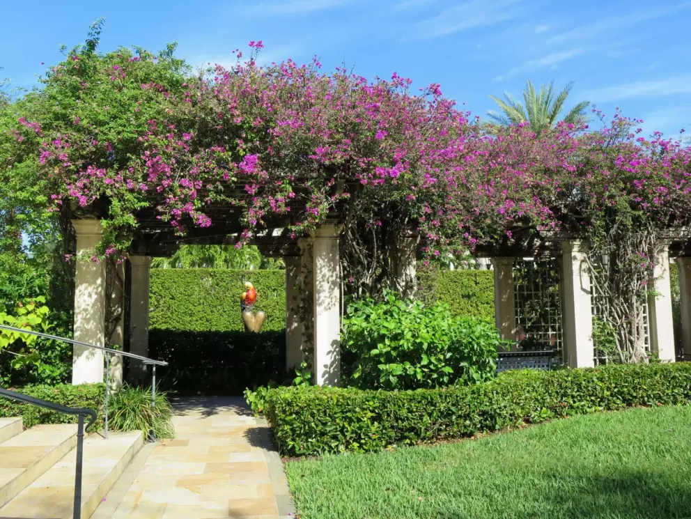 Purple bougainvillea and powder blue sky. 