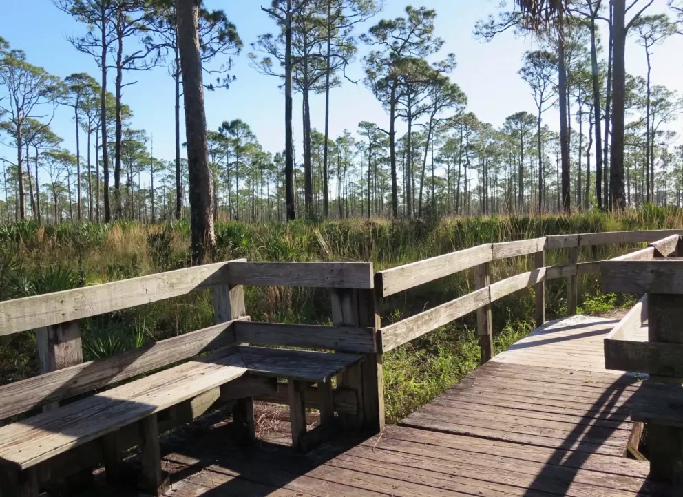 Wooden boardwalk of the Kitching Creek trail. 