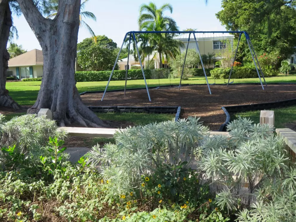 Cute silvery Sea Lavender plants and the swings. 