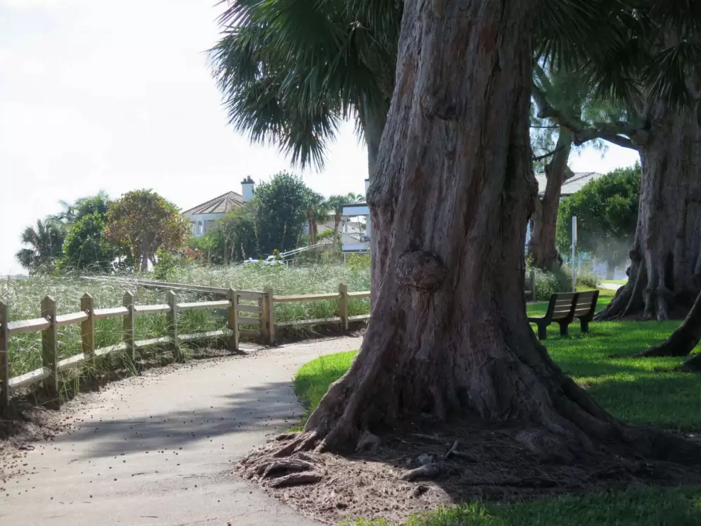 Ironwood trees on the path. 