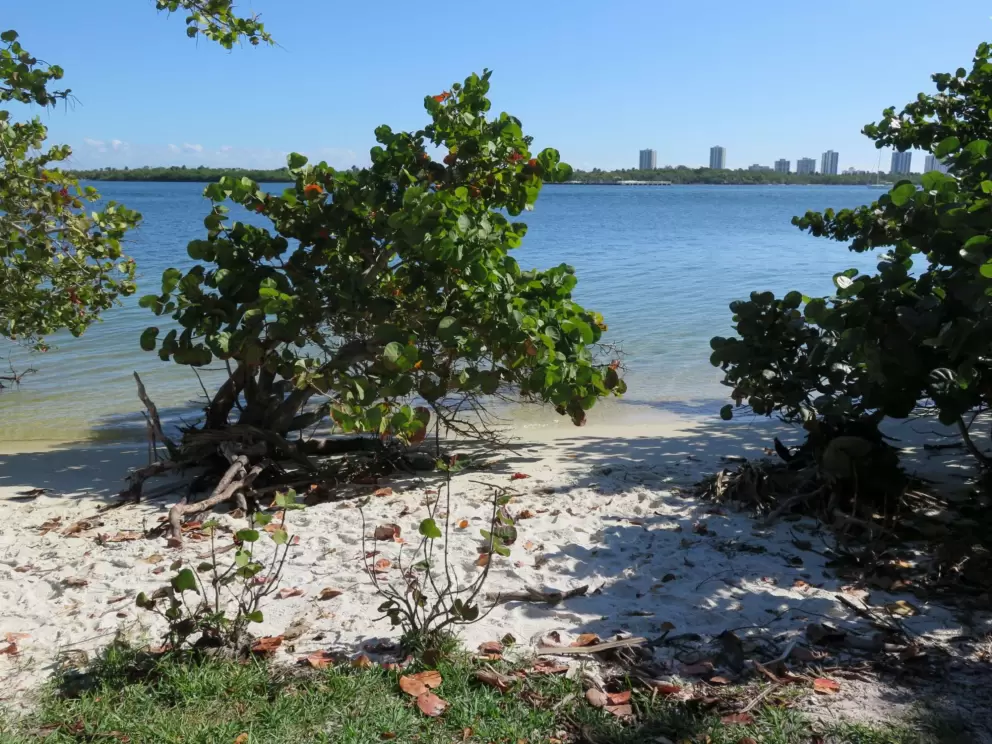 The white river beach and little plants on the shore. 