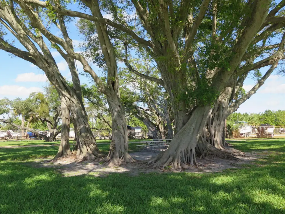 Banyan tree. 