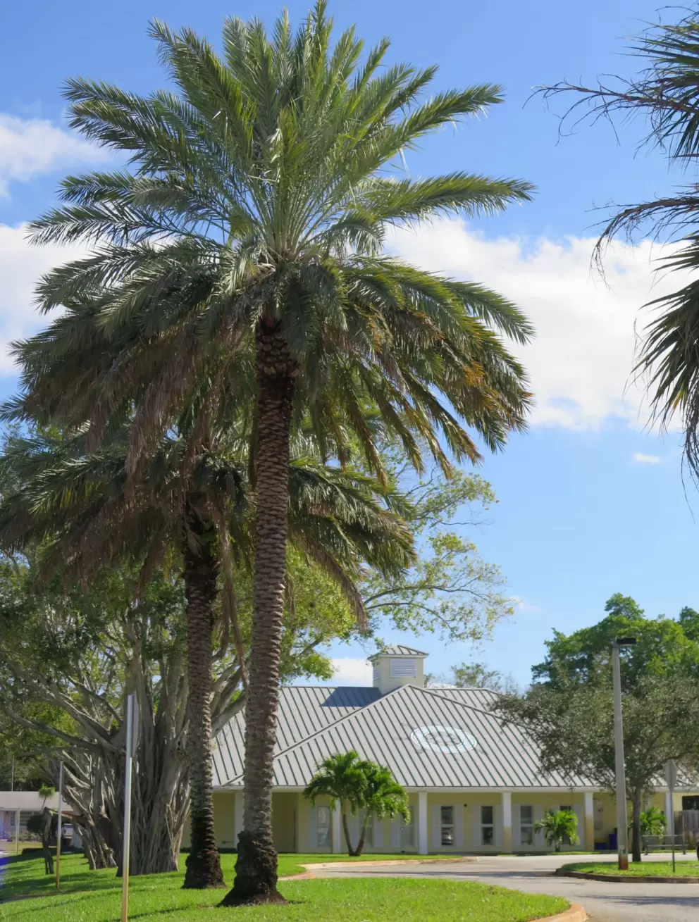 Rows of palms by the entrance. 