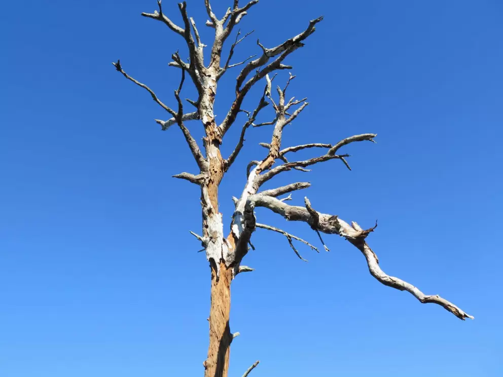 Barren tree. 