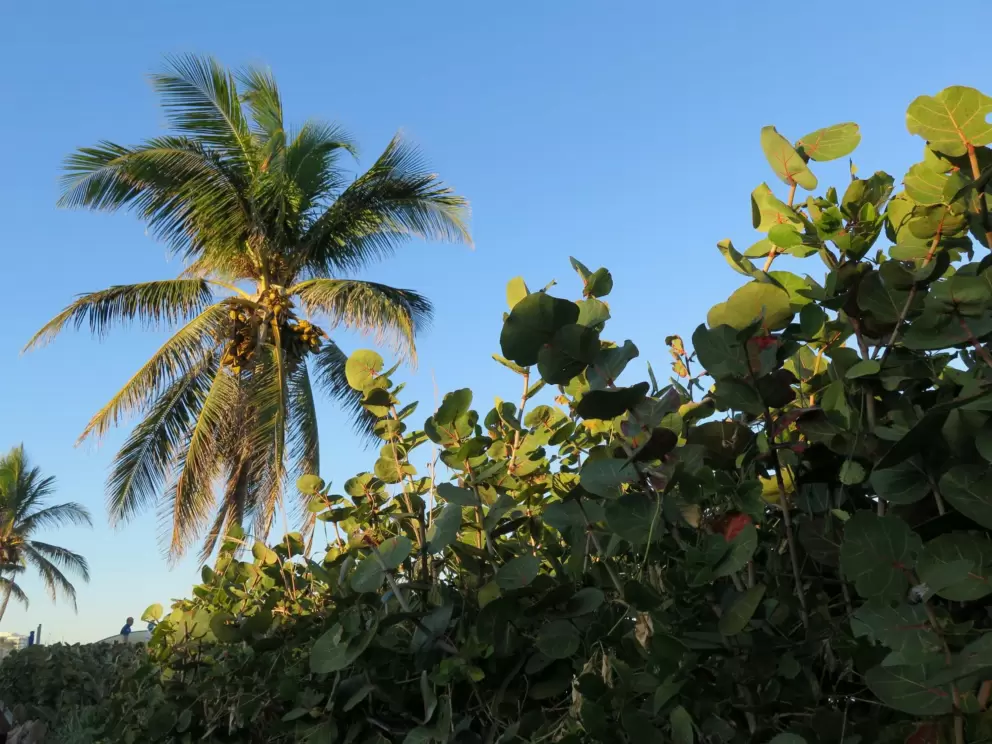 Sea grape and coconut tree. 