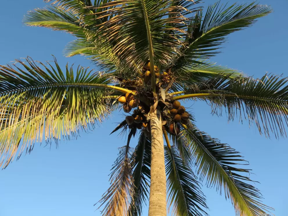 Coconut tree in the afternoon light. 