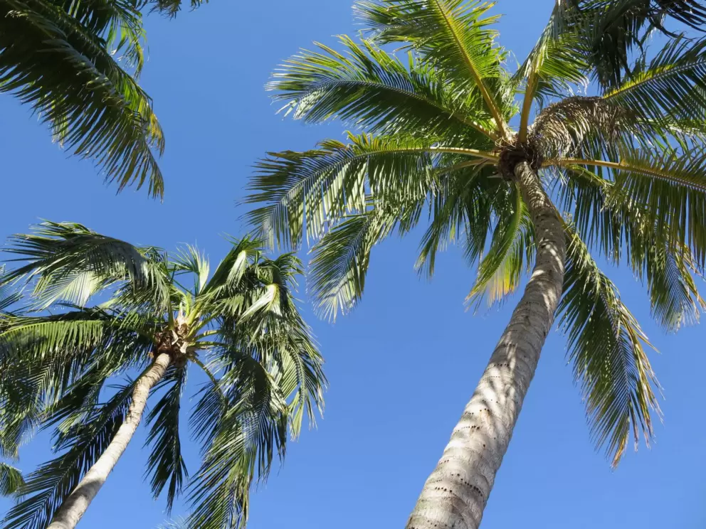 Looking up at coconut trees. 