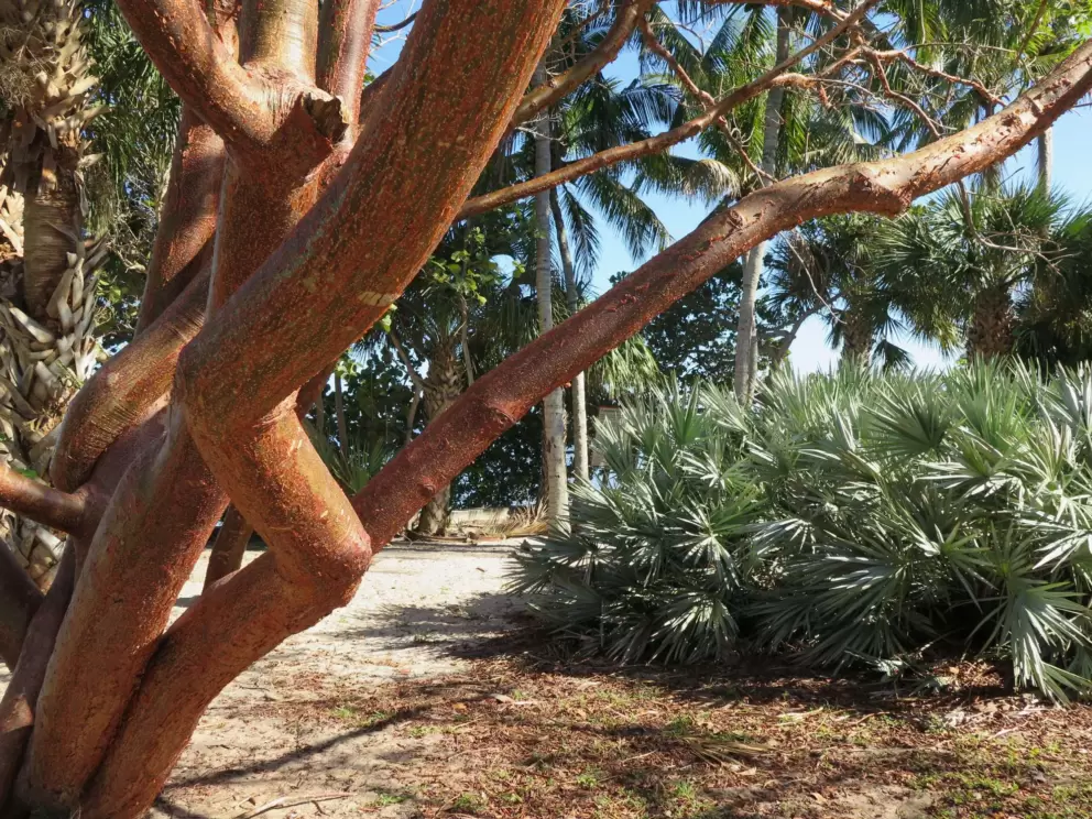 Gumbo Limbo tree and Saw Palmetto. 