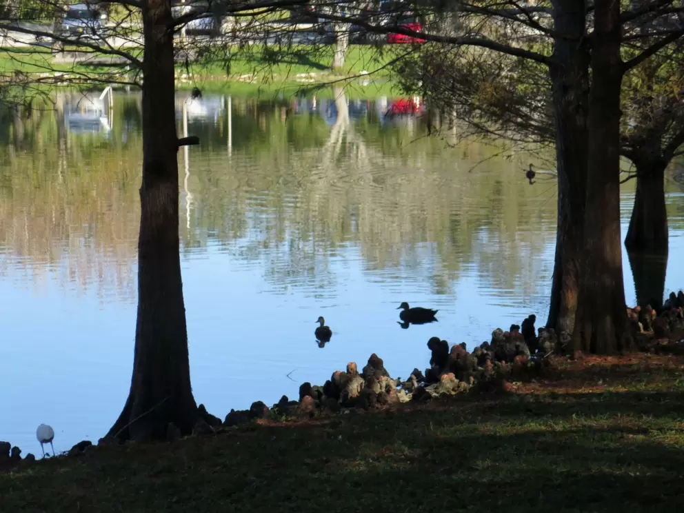 Ducks on the pond. 