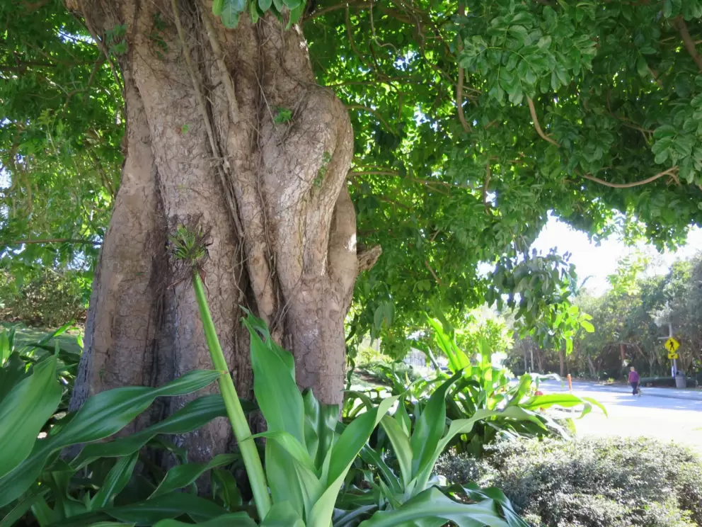 Tree trunk. 