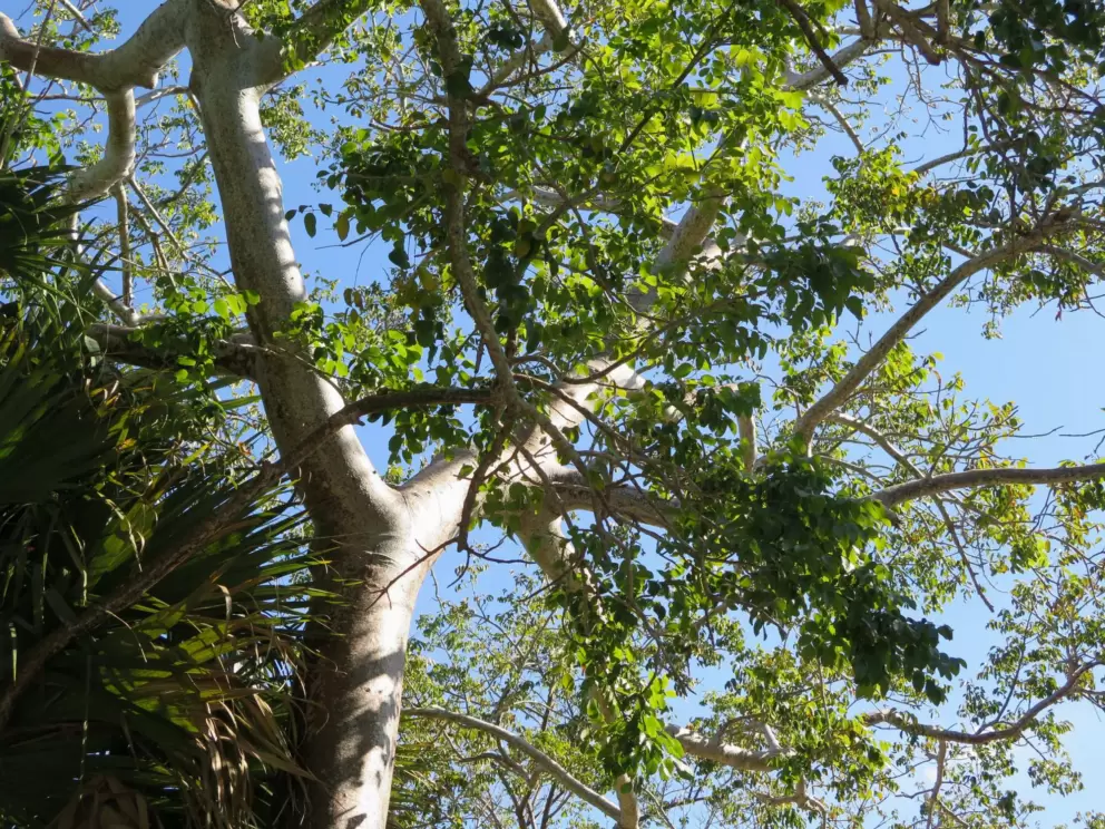 A tree lit with sunlight.