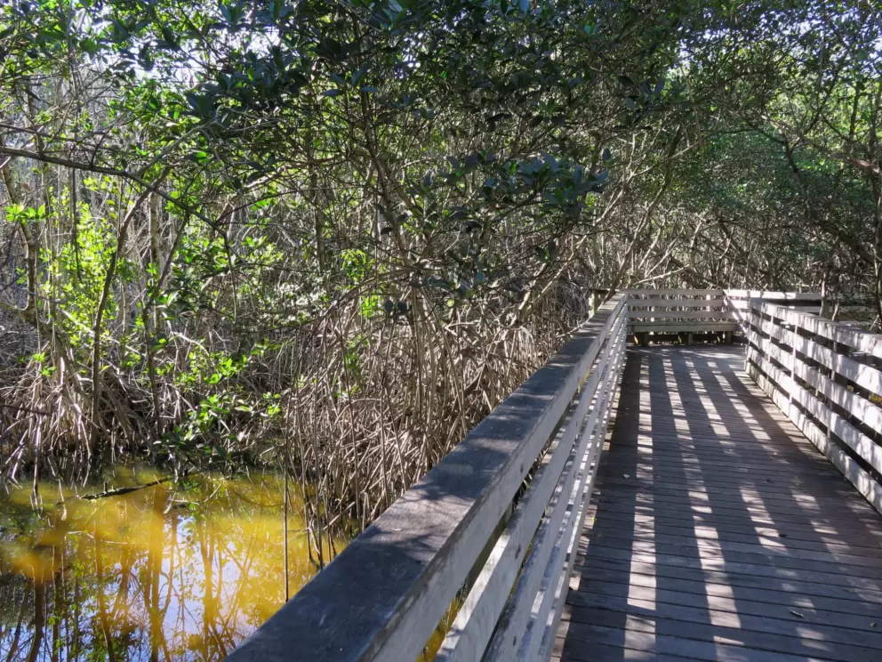 The mangrove lagoon boardwalk behind Sewall's house.