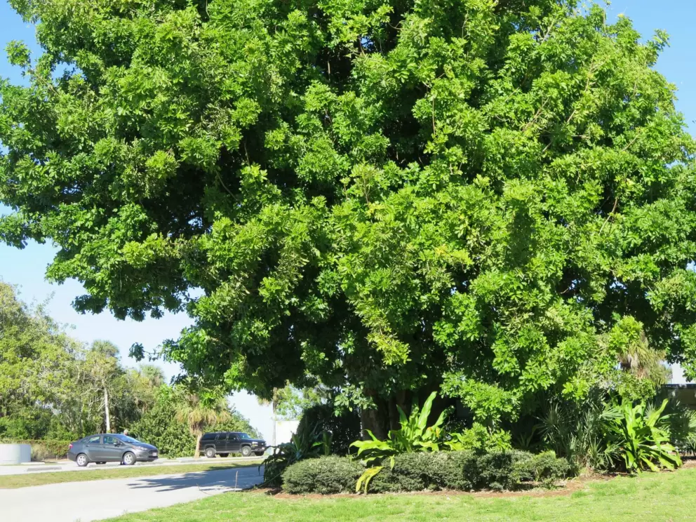 A happy tree.