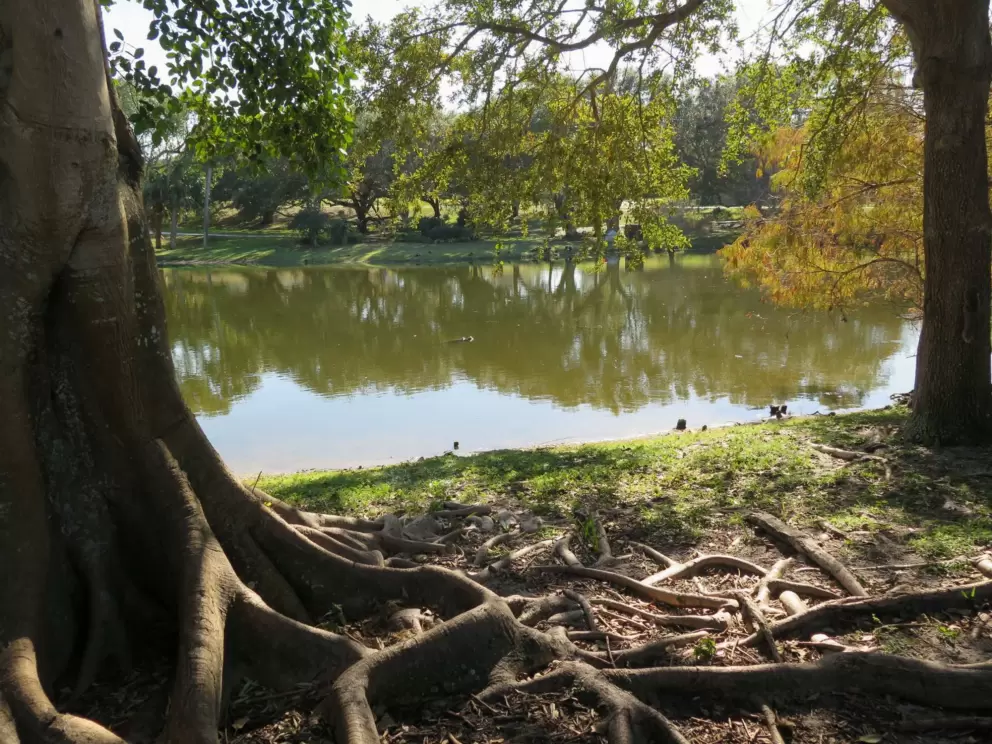 Tree roots at the pond.