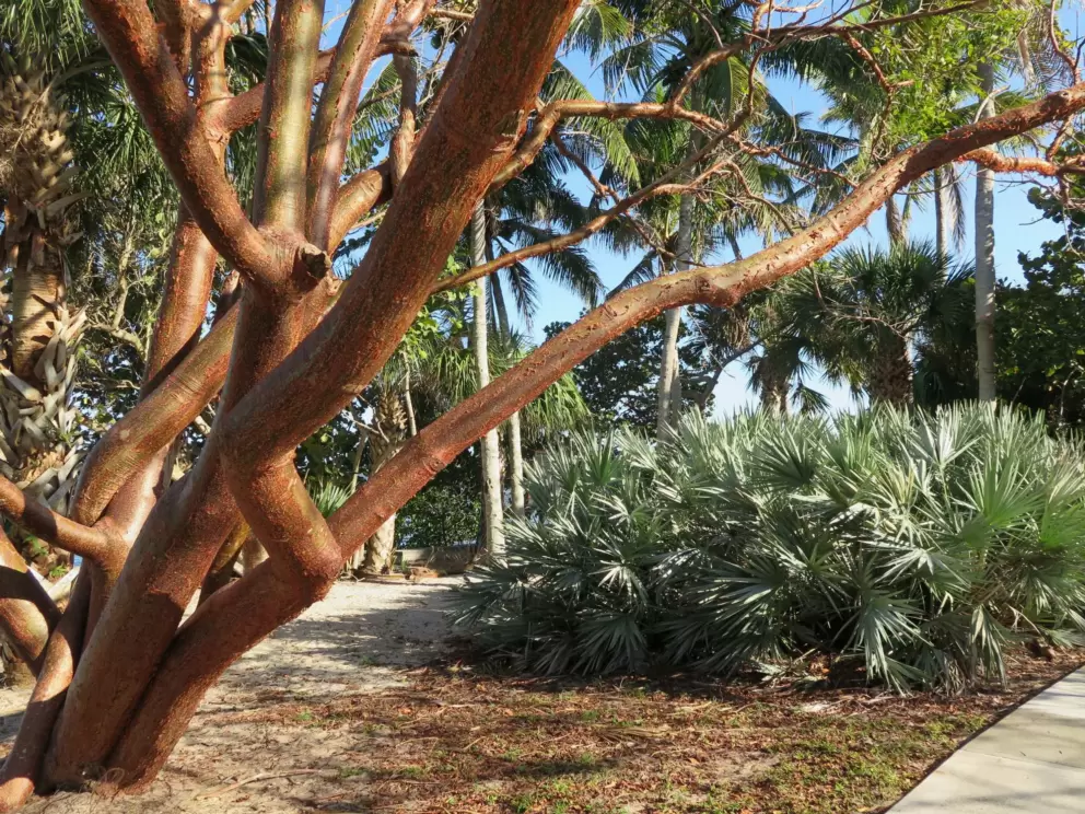 Gumbo limbo tree and palmetto.