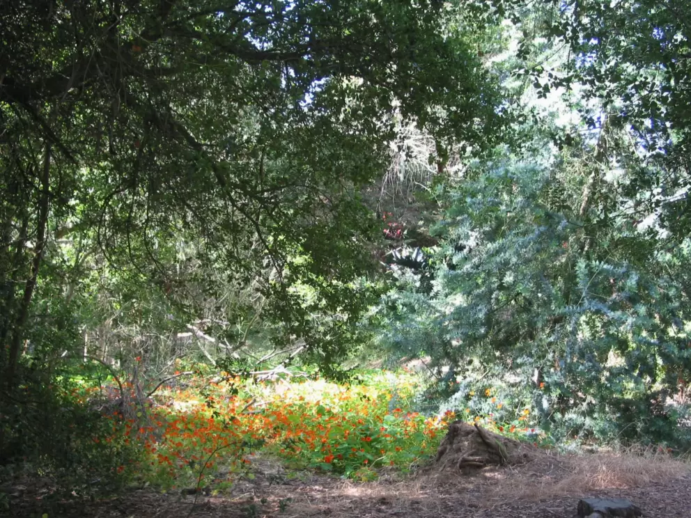 It's lovely to walk in the forest.