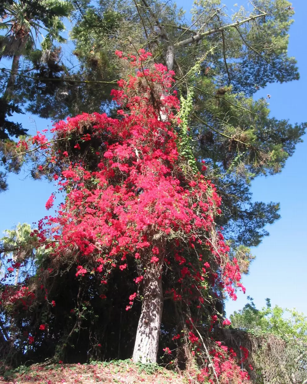 Tree covered in bougainvillea.