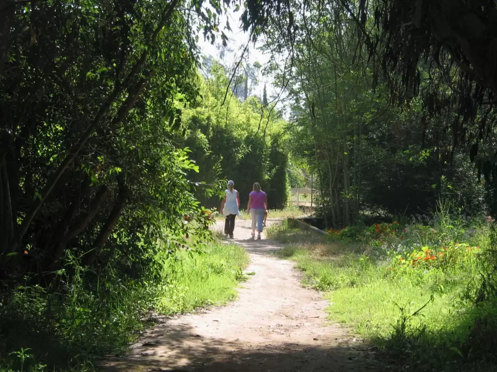 Friends taking a morning walk in the forest that surrounds the butterfly grove.