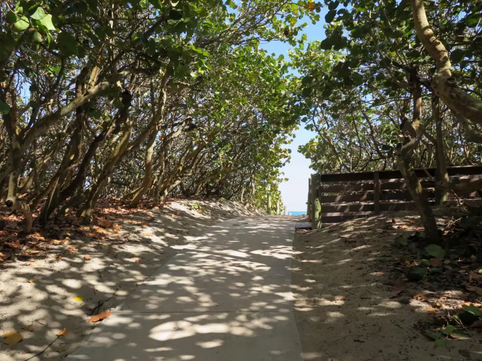 The shady walk to the beach. 