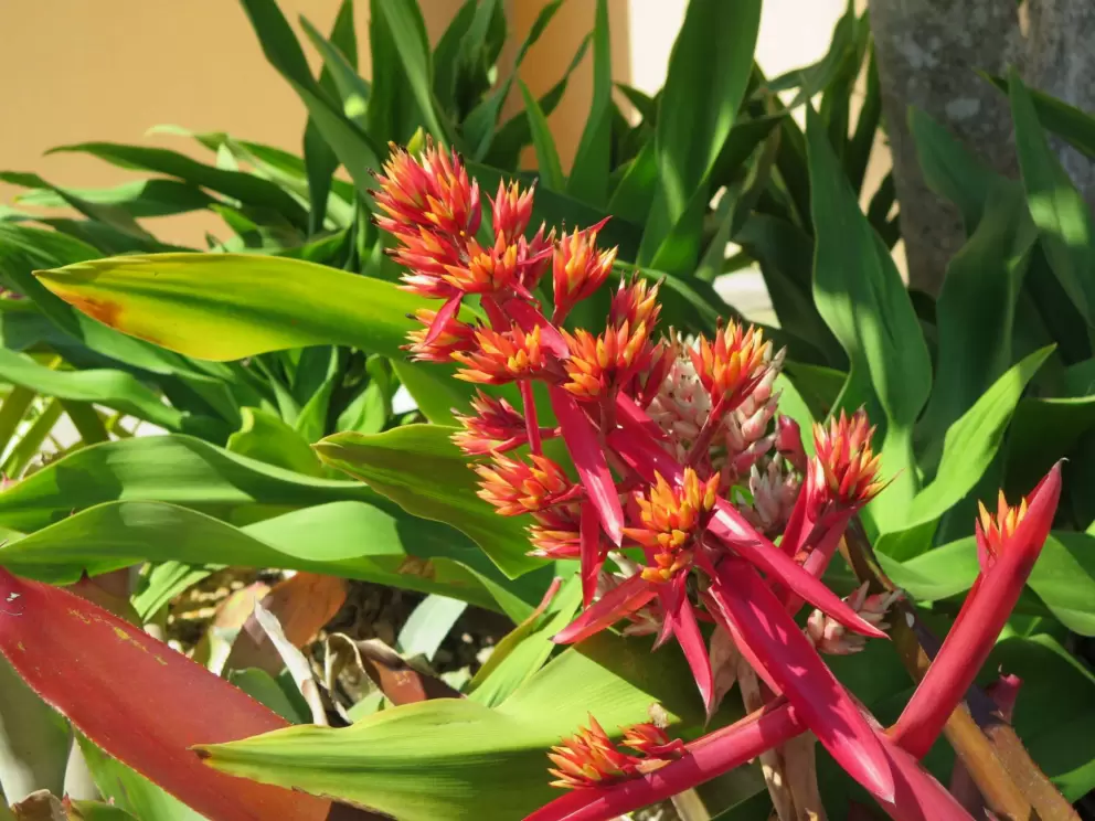 Lovely tropical flowers. 