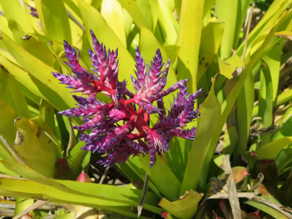 Purple tropical flowers. 