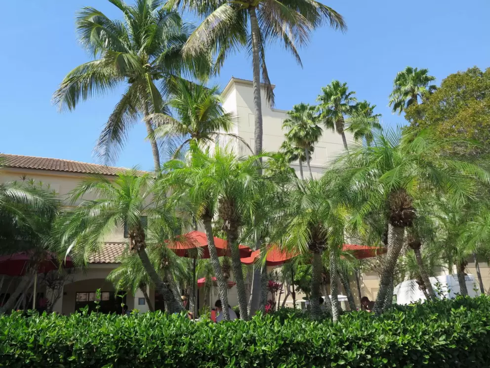 There are palms galore. 