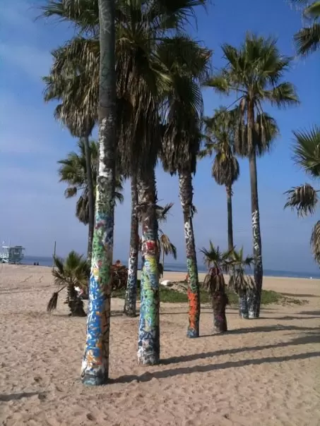 Palm trees decorated with graffiti at Venice Beach. 