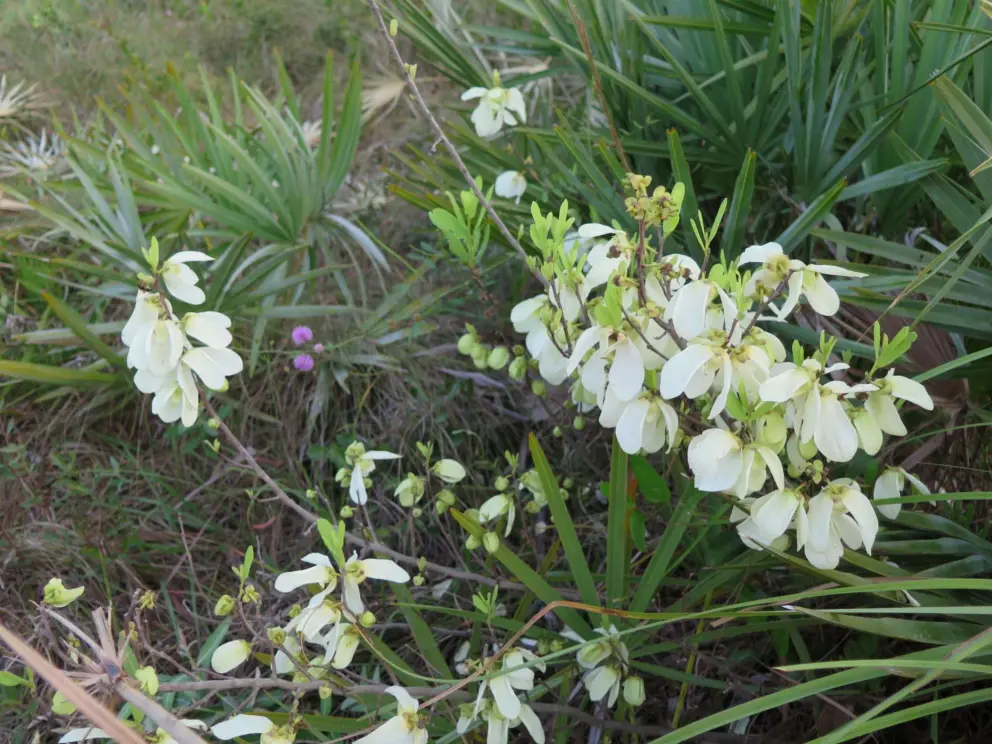 Delicate flowers. 