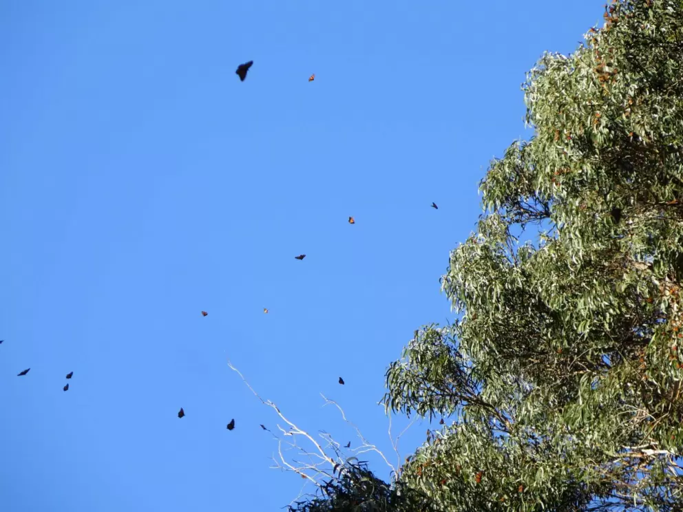 A day in December when the butterflies were flying around more than usual!