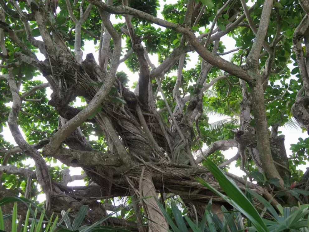 The glorious cords of a fig tree. 
