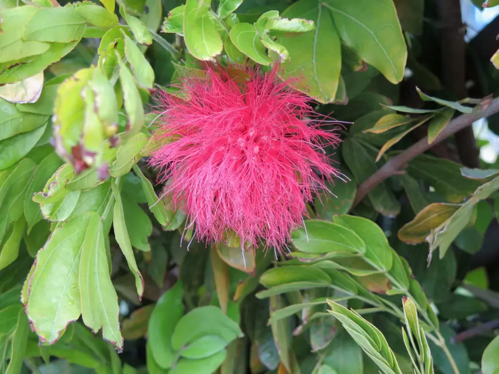 Furry flower!
