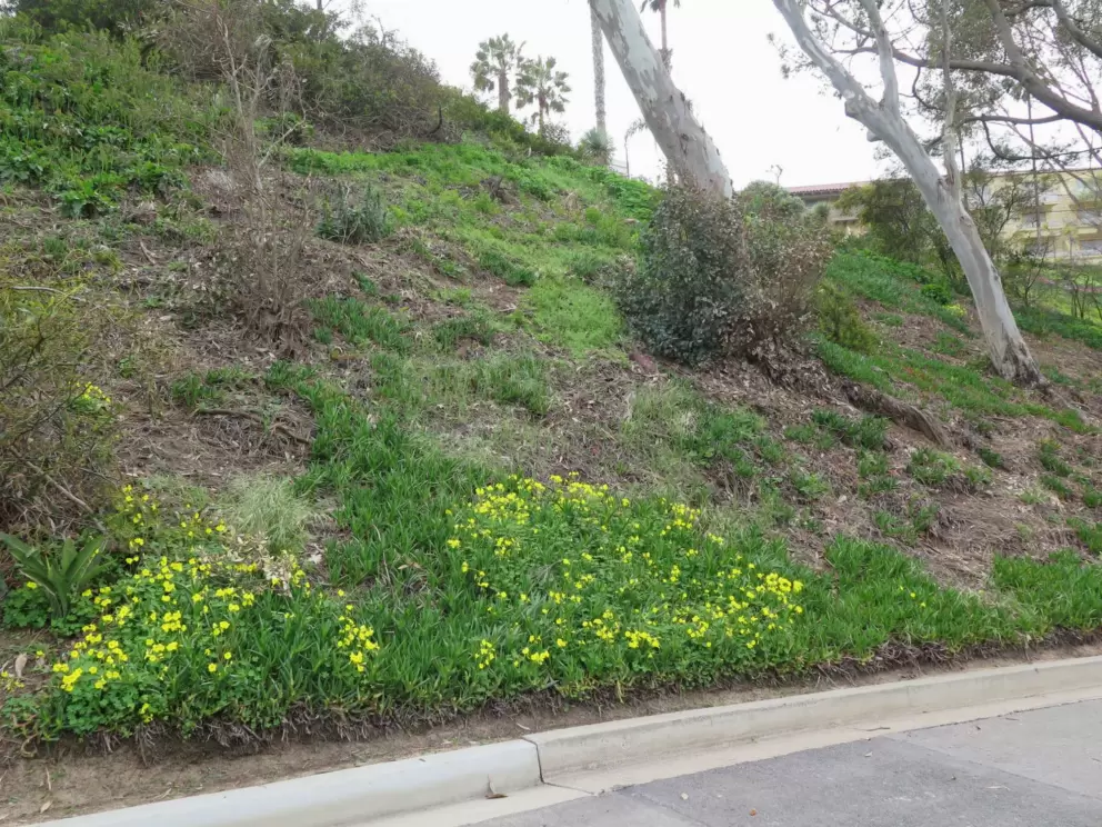 Yellow flowers along the way. 