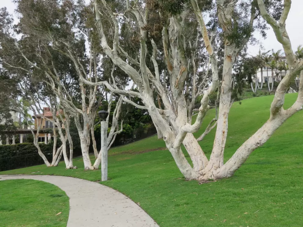 Beautiful trees on the path. 