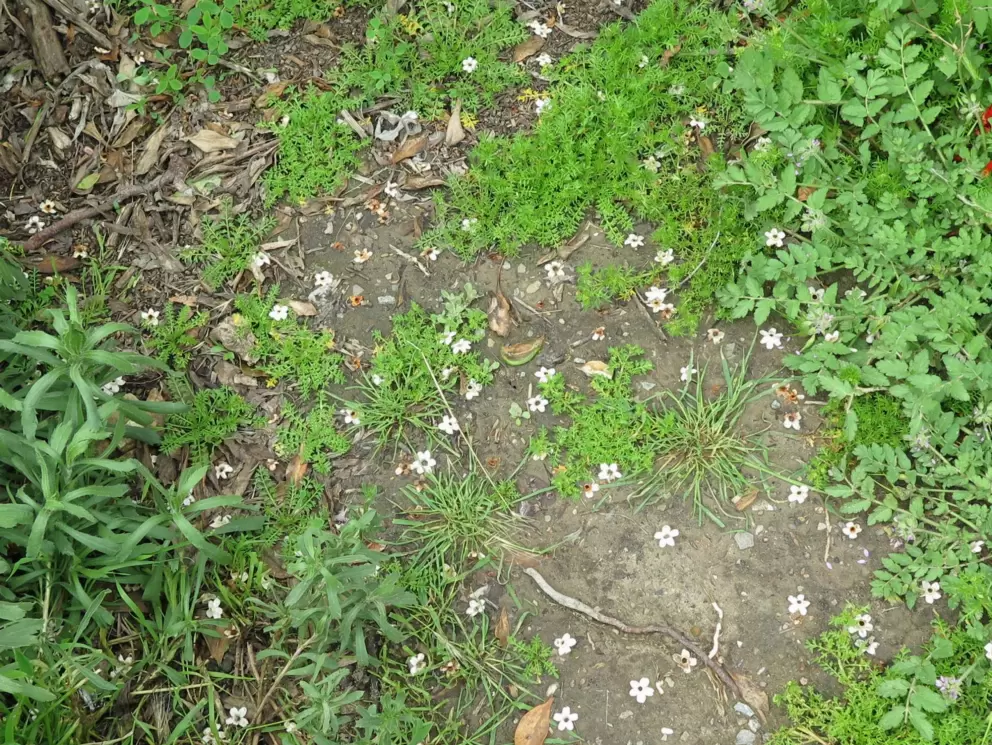 Little flowers on the ground!