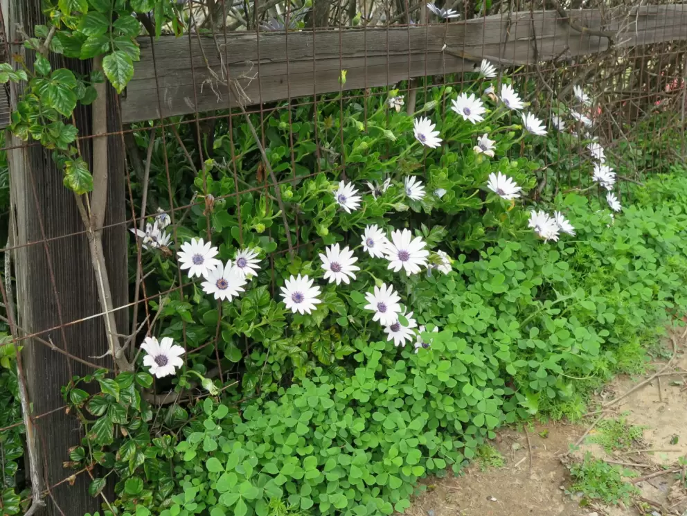Daisies along the fence. 