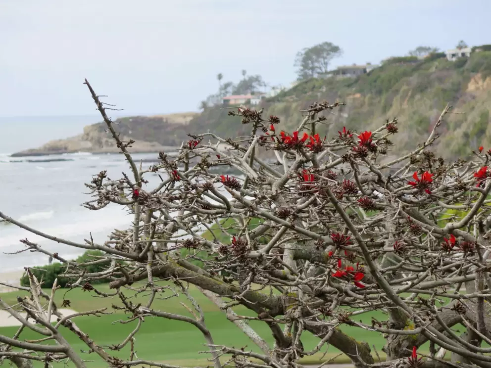Red flowers on a tree, with the cliffs in the distance. 