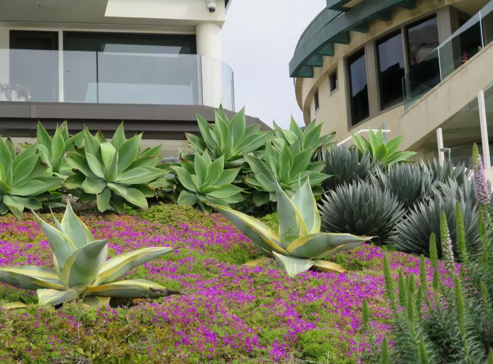 Bright ice plant and cactus! I love this landscaping. 