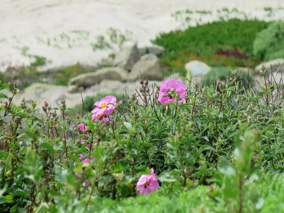 Purple flowers on the cliff. 