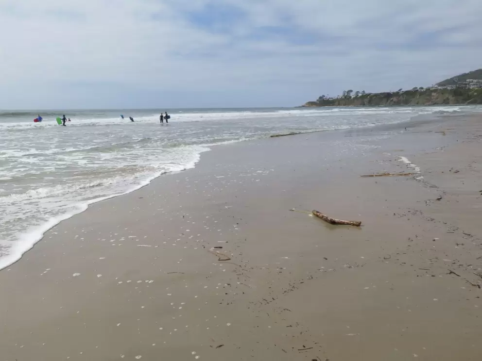 Driftwood along the shore. 