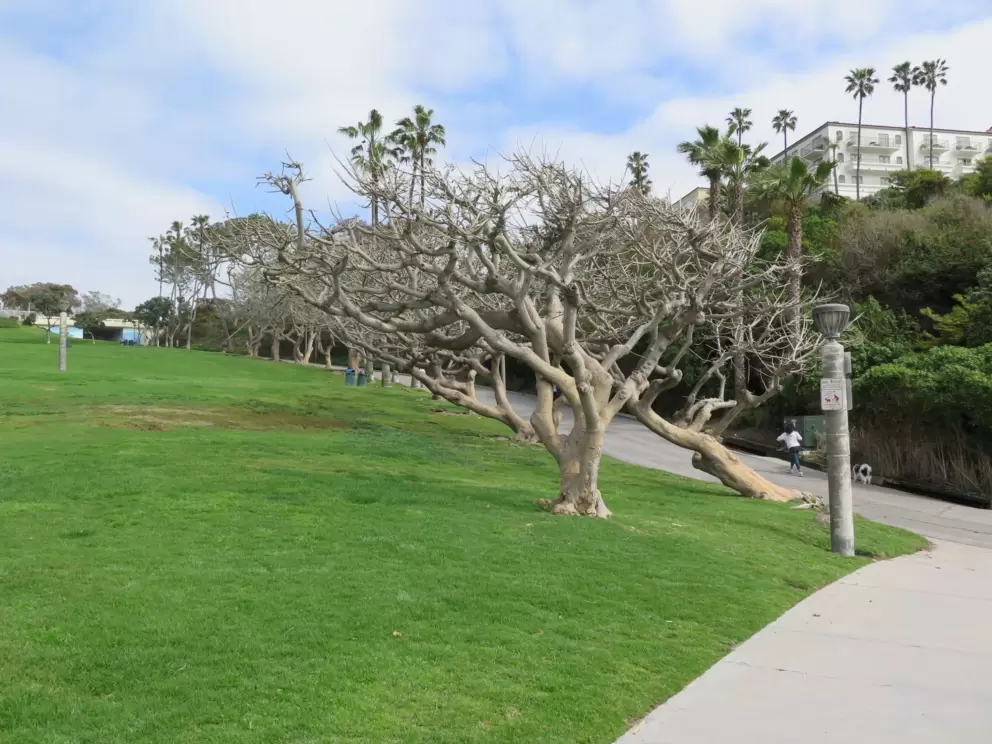 I love these twisty trees!