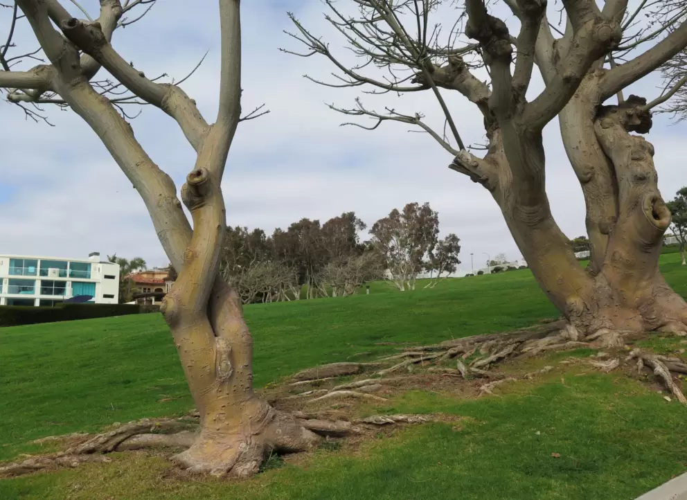Twisty trees on the way back to the parking lot. 