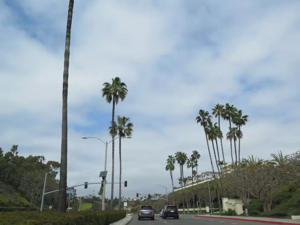California palms! Along the highway.