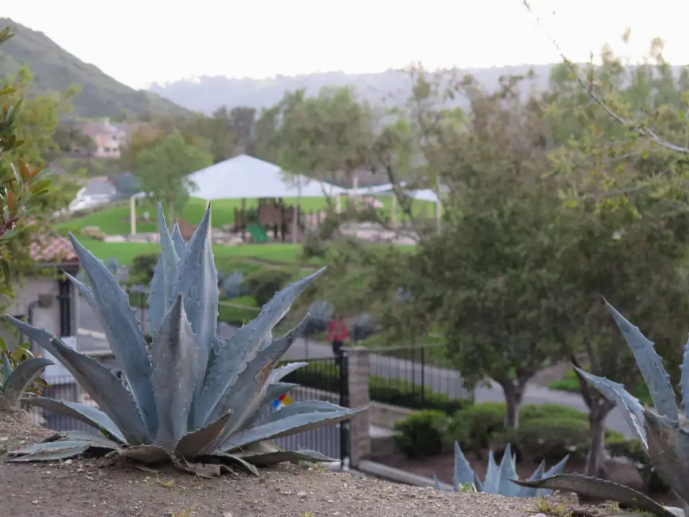 Cactus, and playground with canopy in the distance. 